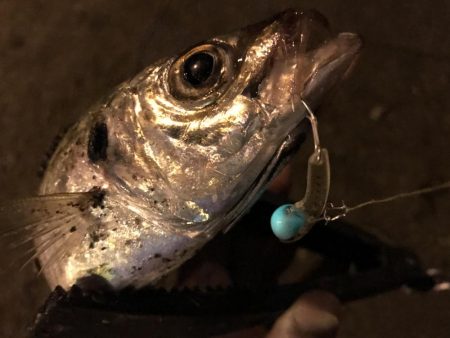 中アジ一本勝負